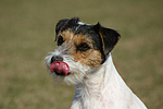hundefotos parson_russell_terrier