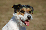 hundefotos parson_russell_terrier