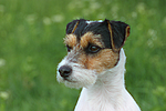 hundefotos parson_russell_terrier