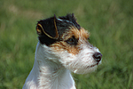 hundefotos parson_russell_terrier