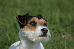 hundefotos parson_russell_terrier