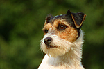 hundefotos parson_russell_terrier