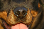 hundefotos rottweiler