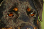 hundefotos rottweiler