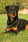 hundefotos rottweiler