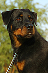 hundefotos rottweiler
