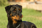 hundefotos rottweiler