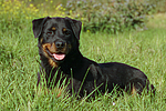 hundefotos rottweiler