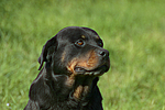 hundefotos rottweiler