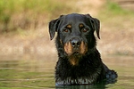hundefotos rottweiler