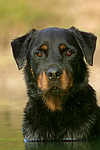 hundefotos rottweiler