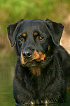 hundefotos rottweiler