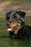 hundefotos rottweiler
