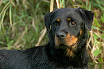 hundefotos rottweiler