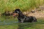 hundefotos rottweiler