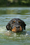 hundefotos rottweiler