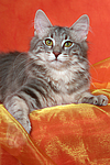 katzenfotos norwegische_waldkatze