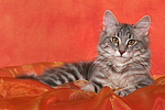 katzenfotos norwegische_waldkatze