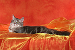 katzenfotos norwegische_waldkatze