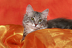 katzenfotos norwegische_waldkatze