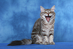 katzenfotos norwegische_waldkatze
