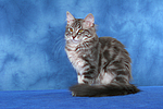 katzenfotos norwegische_waldkatze