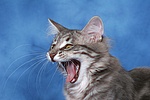 katzenfotos norwegische_waldkatze