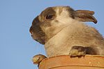 kleintierfotos kaninchen_-_zwergkaninchen