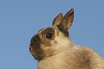 kleintierfotos kaninchen_-_zwergkaninchen