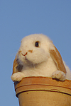kleintierfotos kaninchen_-_zwergwidder