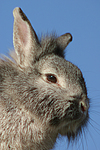 kleintierfotos kaninchen_-_loewenkoepfchen