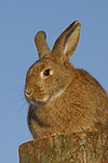 kleintierfotos kaninchen_(alle)