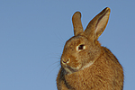 kleintierfotos kaninchen_(alle)