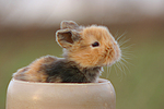 kleintierfotos kaninchen_-_zwergkaninchen