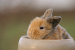 kleintierfotos kaninchen_-_zwergkaninchen