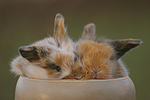 kleintierfotos kaninchen_-_zwergkaninchen