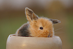 kleintierfotos kaninchen_-_zwergkaninchen