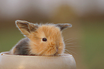 kleintierfotos kaninchen_-_zwergkaninchen