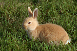 kleintierfotos kaninchen_-_zwergkaninchen