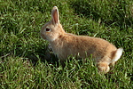 kleintierfotos kaninchen_-_zwergkaninchen