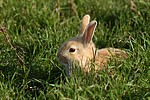 kleintierfotos kaninchen_-_zwergkaninchen
