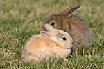 kleintierfotos kaninchen_-_zwergkaninchen