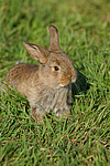 kleintierfotos kaninchen_-_zwergwidder