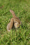 kleintierfotos kaninchen_-_zwergwidder