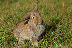 kleintierfotos kaninchen_-_zwergwidder