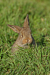 kleintierfotos kaninchen_-_zwergwidder