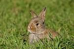 kleintierfotos kaninchen_-_zwergwidder
