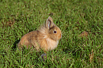 kleintierfotos kaninchen_-_loewenkoepfchen