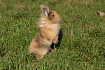kleintierfotos kaninchen_-_loewenkoepfchen