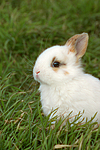kleintierfotos kaninchen_-_zwergkaninchen